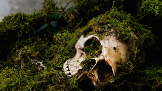 How To Identify The Long-Lost Corpse Of A Famous Historical Figure